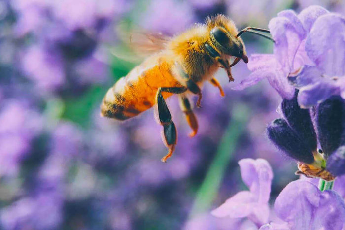 The Buzz On Bee Pollen