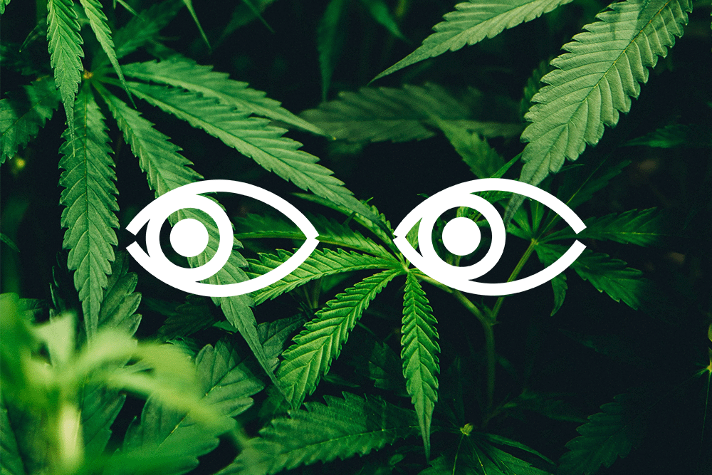 acetyl l carnitine and thc International Union of Pharmacology. XXVII. Classification of Cannabinoid Receptors Acetyl L-Carnitine