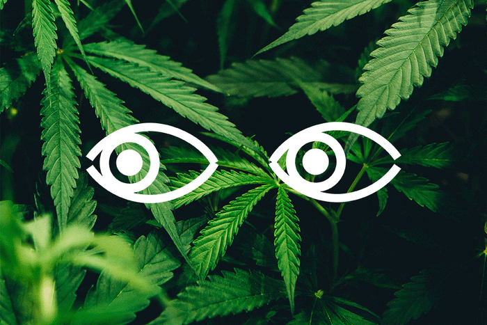 CBD leaves for the future of pain relief 