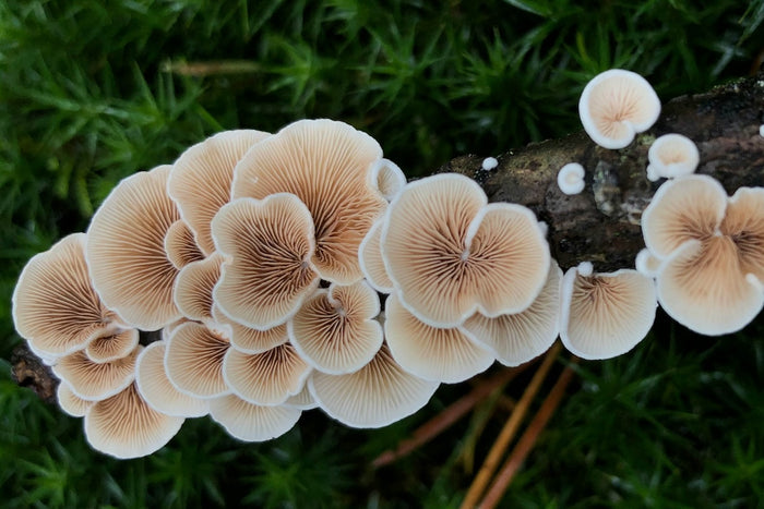 Mushrooms: Overhyped or Undervalued?