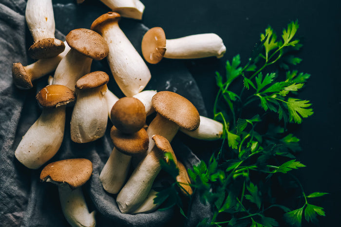 Mushrooms growing in the forest