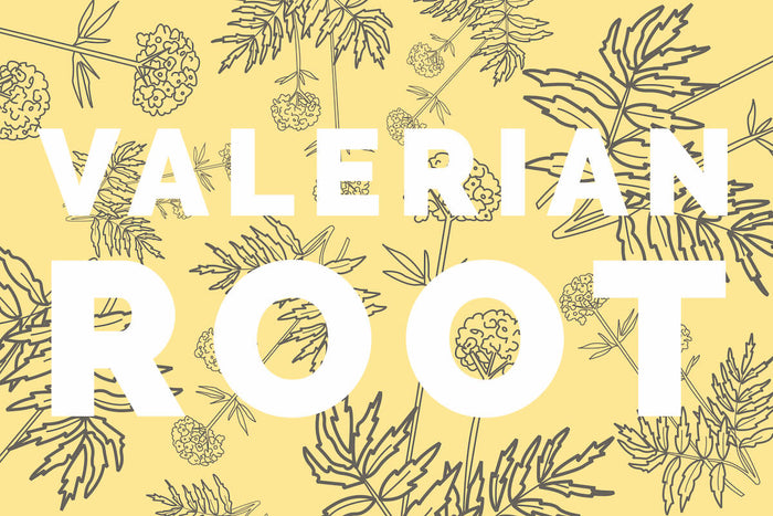 What Is Valerian Root: It's Uses, Benefits And History